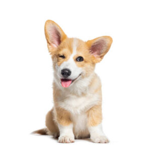 Per il tuo cane